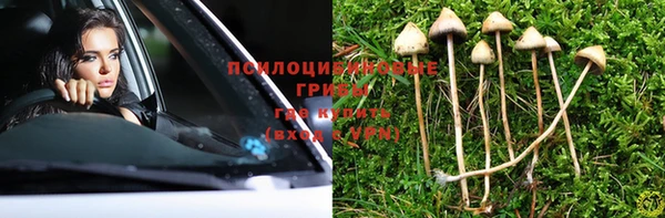 прущие грибы Беломорск
